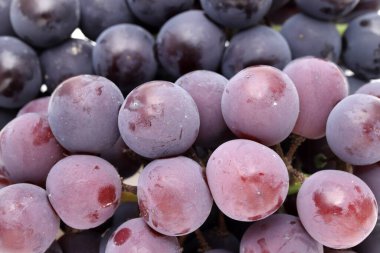 Bir demet olgun kırmızı üzümü kapatın.