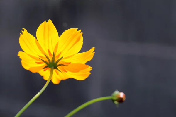 Fiore del Cosmo giallo — Foto Stock