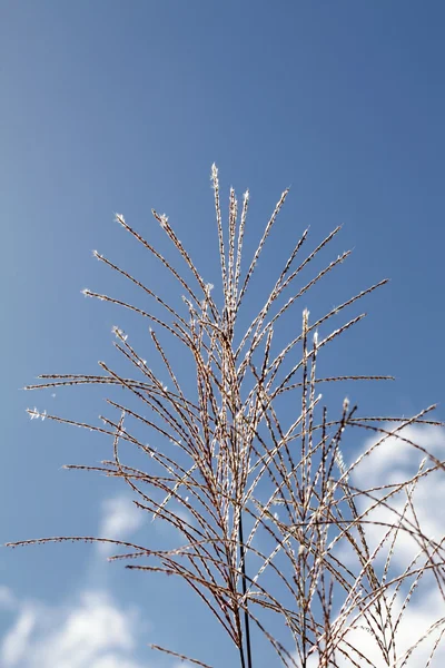 Pampas grass — Stock fotografie