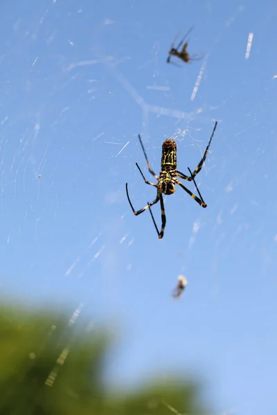 Golden orb-web spider — Stock Photo, Image