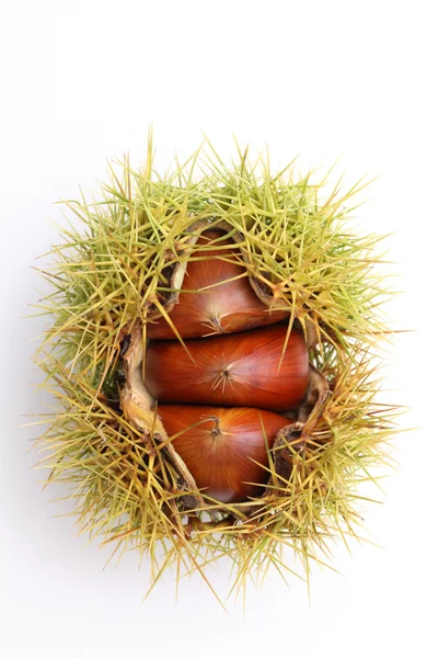 Chestnuts bur — Stock Photo, Image