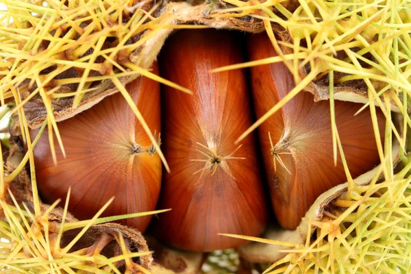 Kastanjes bur — Stockfoto