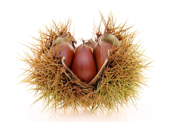 Fresh chestnuts bur — Stock Photo, Image