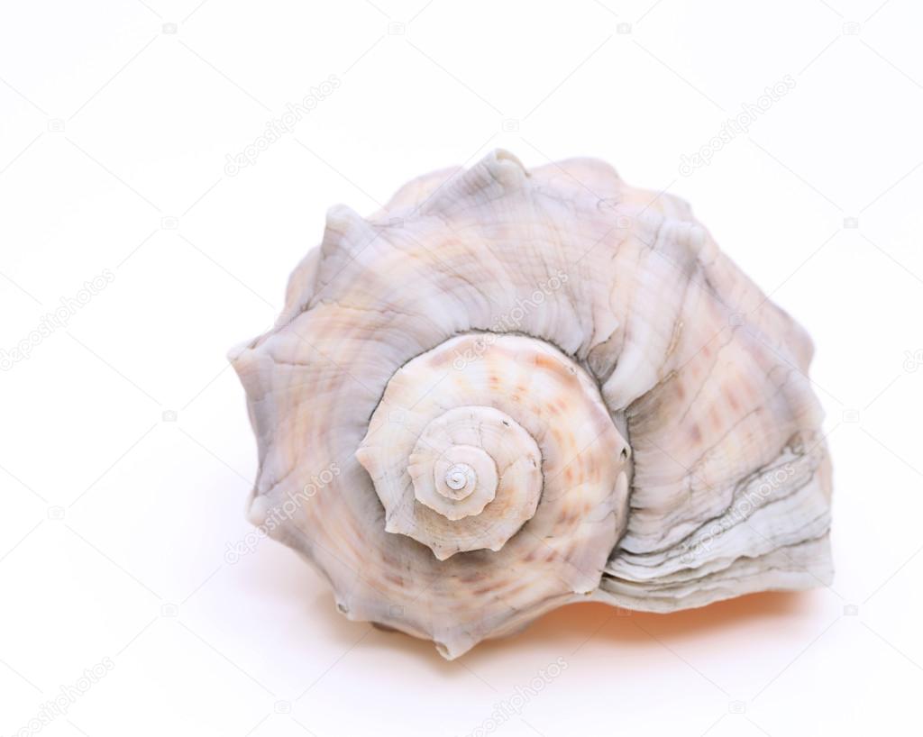 Spiny seashell