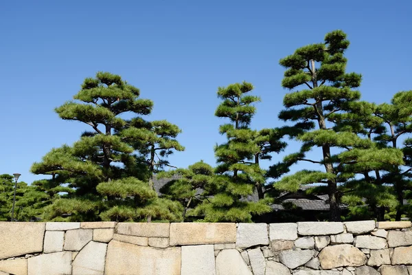 Japanese garden with pine trees — Stock Photo, Image