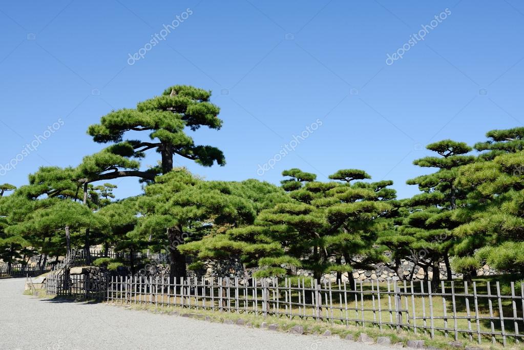 Japanese garden with pine trees Stock Photo by ©akiyoko74 56040015