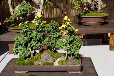 Bonsai çiçek