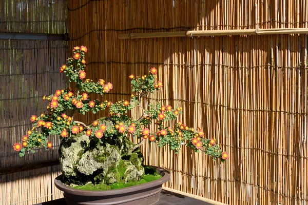 Bonsai kwiat — Zdjęcie stockowe