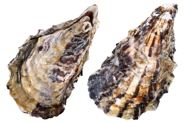 Verse rauwe oesters — Stockfoto