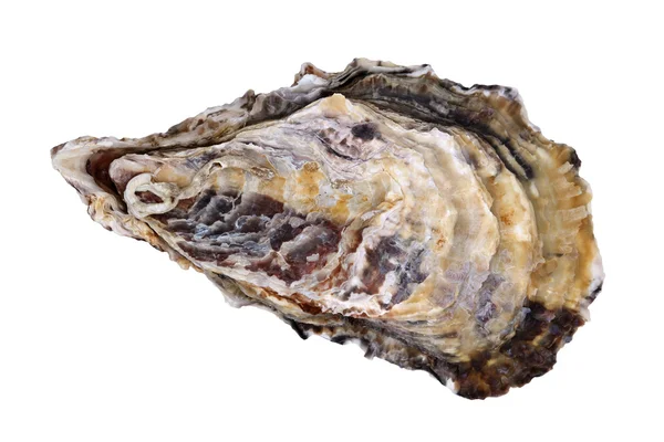 Fresh raw oyster — Stock Photo, Image