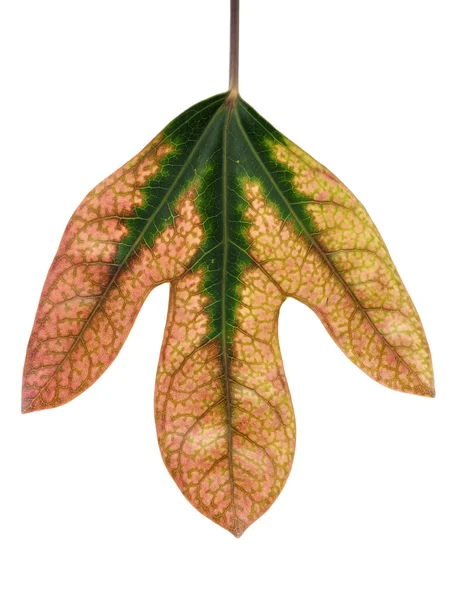 Fall leaf — Stock Photo, Image