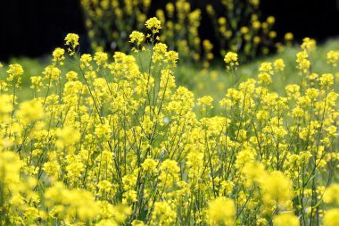 Kanola çiçek bitki