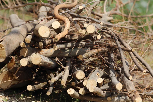 Pile de branche d'arbre — Photo