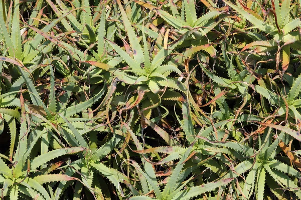 Aloe vera bitkisi — Stok fotoğraf