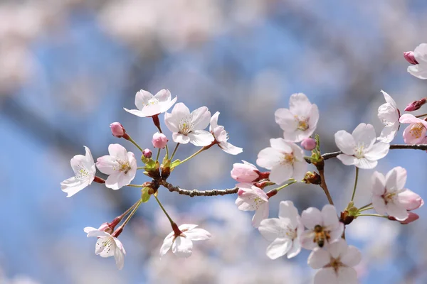 Árvore de flor de cereja — Fotografia de Stock