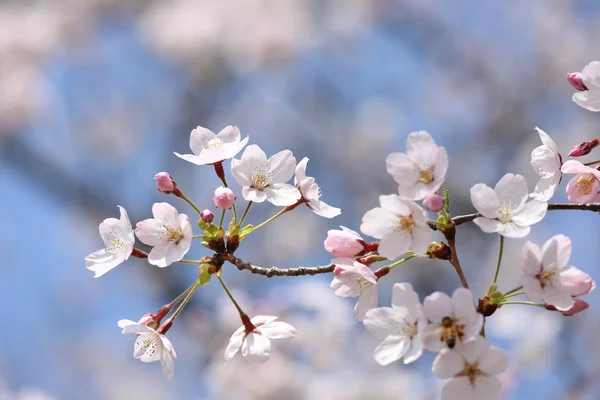 Árbol de flor de cerezo —  Fotos de Stock