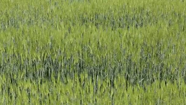 Green field of wheat — Stock Video