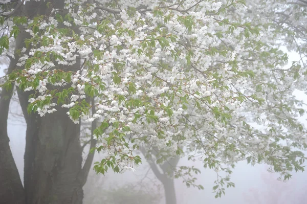 Cherry blossom tree — Stock Photo, Image