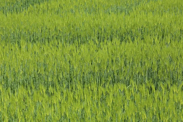 Campo verde di frumento — Foto Stock