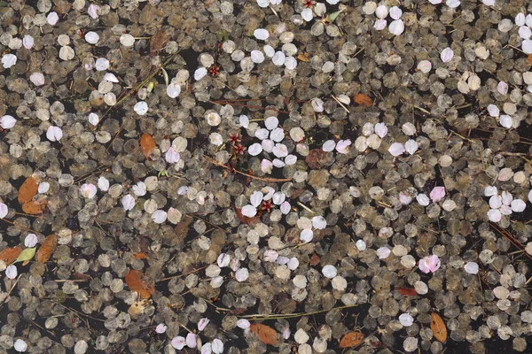 Pétalos de flor de cerezo —  Fotos de Stock