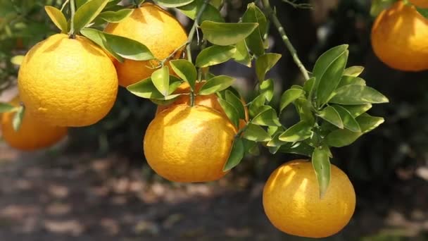 Japanese orange fruit tree — Stock Video