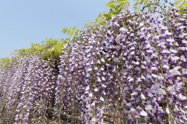 wisteria mor çiçekler