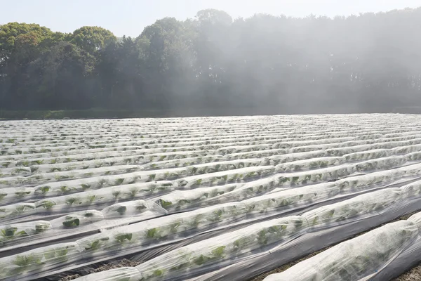 Roślinne pola uprawne z mgły — Zdjęcie stockowe