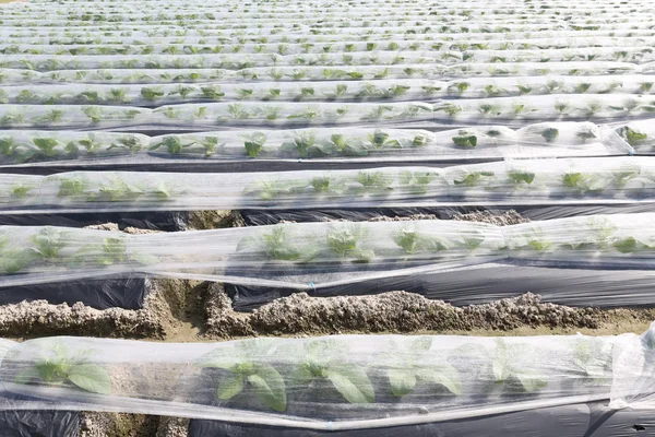 Vegetable farmland — Stock Photo, Image