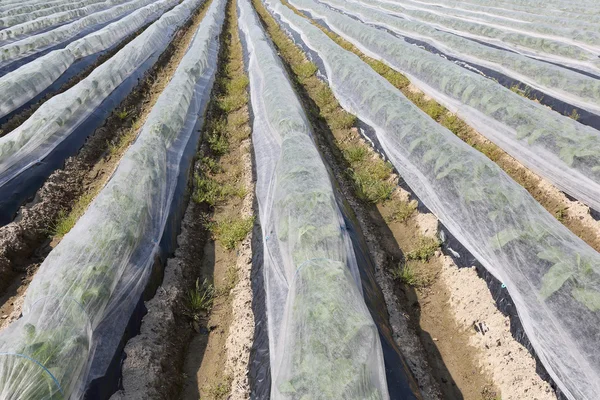 Terres agricoles maraîchères — Photo