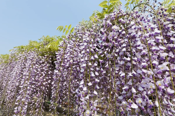 Фиолетовые цветы Вистерии — стоковое фото
