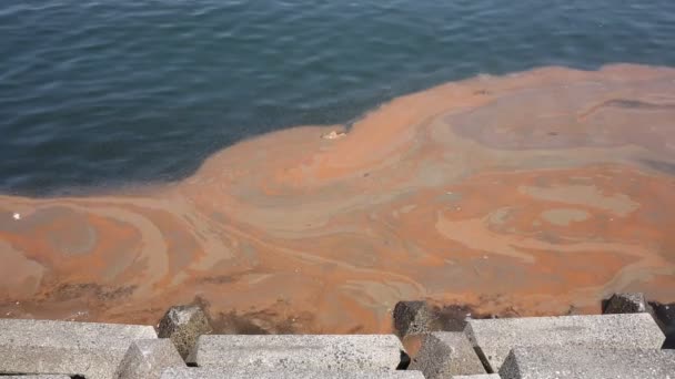 Red algae blooms in a sea — Stock Video