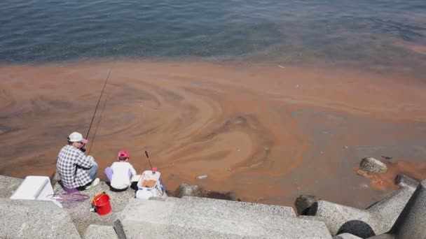 Les algues rouges fleurissent dans une mer — Video