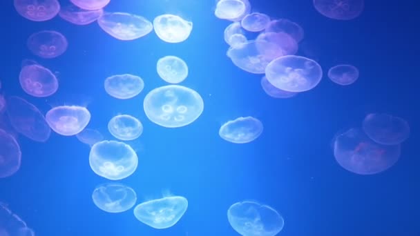 Медузы — стоковое видео