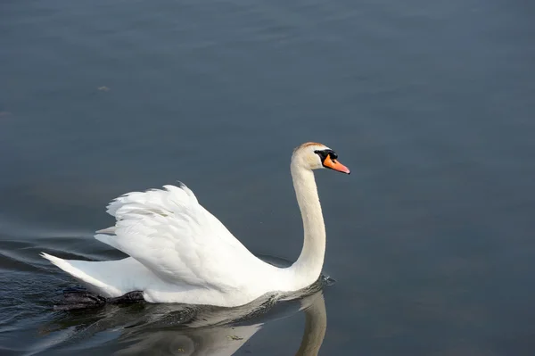 Svanen — Stockfoto