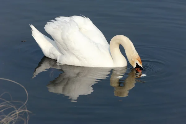 Cigno — Foto Stock