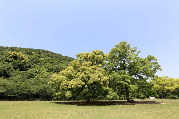 Allmän park med grönt gräs — Stockfoto