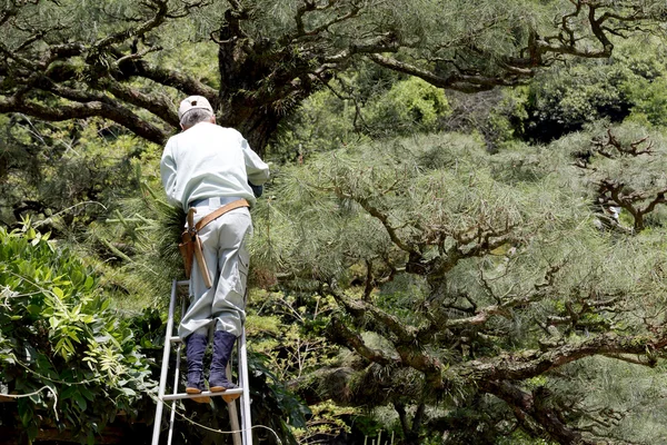 Japanse professionele tuinman — Stockfoto