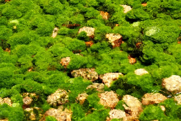 Algae in the river — Stock Photo, Image