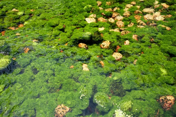 Les algues dans la rivière — Photo