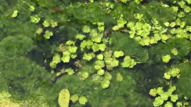 Algas en el río — Vídeo de stock