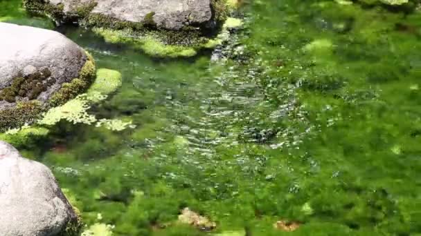 Algas en el río — Vídeo de stock