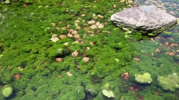 Nehirdeki yosunlar — Stok video