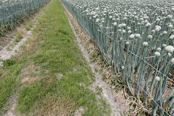 Onion field — Stock Photo, Image