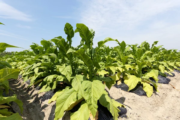 Tabakplantage — Stockfoto