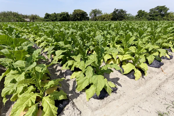 Tobacco farm — Stock Photo, Image