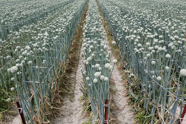 Onion field — Stock Photo, Image