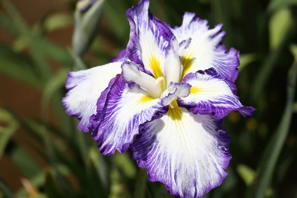 Flor de bandeira azul — Fotografia de Stock