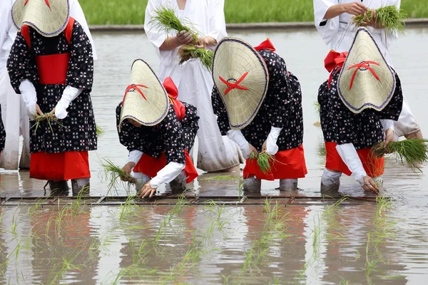 Japon genç kız pirinç dikim — Stok fotoğraf