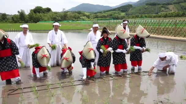 Ιαπωνικά νεαρά κορίτσια φυτά σε μια αναποφλοίωτο ρύζι — Αρχείο Βίντεο