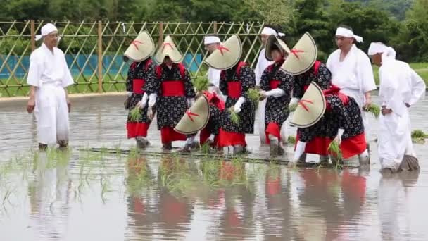 Japonais jeunes filles plantes dans un riz paddy — Video